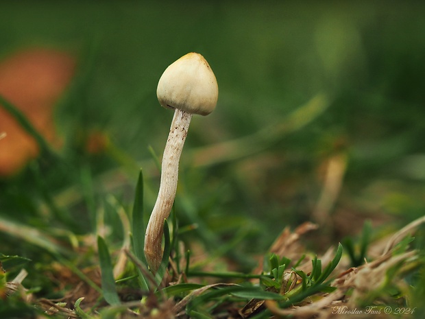 holohlavec končistý Psilocybe semilanceata (Fr.) P. Kumm.