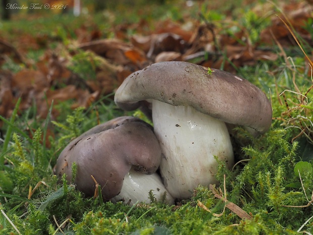 plávka modrastá Russula cyanoxantha (Schaeff.) Fr.