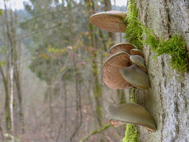 pňovka neskorá Sarcomyxa serotina (Pers.) P. Karst.