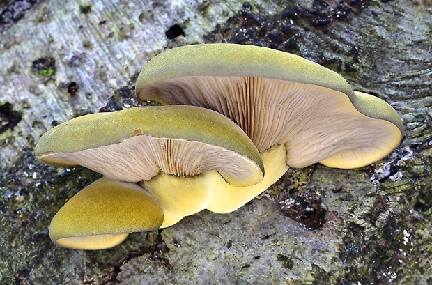 pňovka neskorá Sarcomyxa serotina (Pers.) P. Karst.