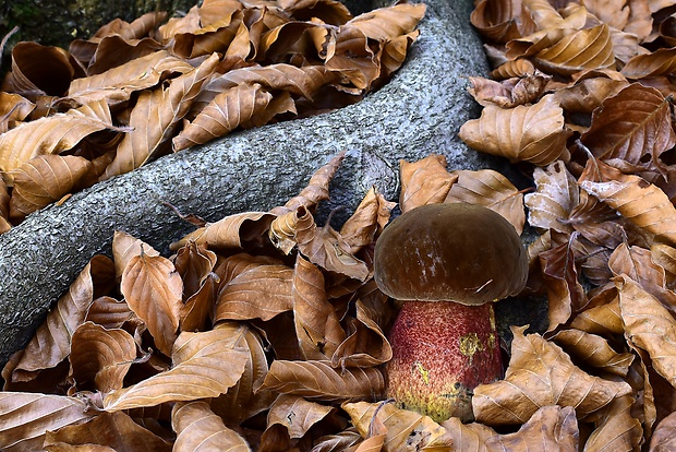 hríb zrnitohlúbikový Sutorius luridiformis (Rostk.) G. Wu & Zhu L. Yang