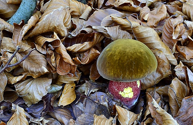 hríb zrnitohlúbikový Sutorius luridiformis (Rostk.) G. Wu & Zhu L. Yang