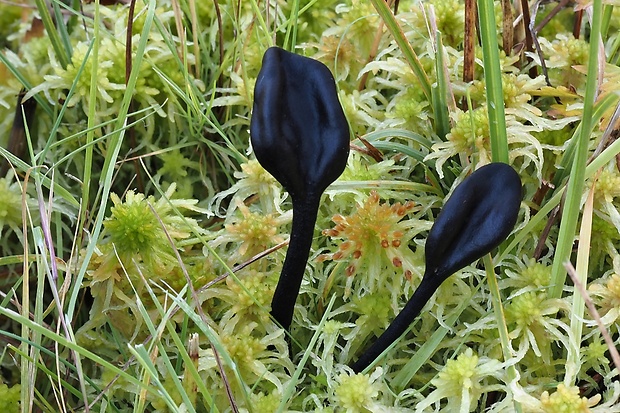 pajazýček Trichoglossum sp.