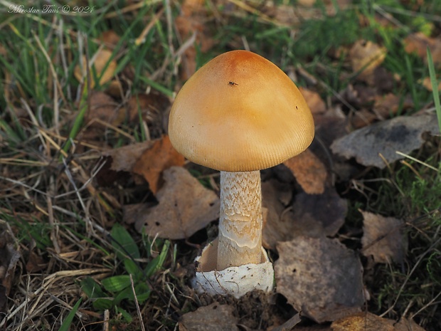 muchotrávka oranžová Amanita crocea