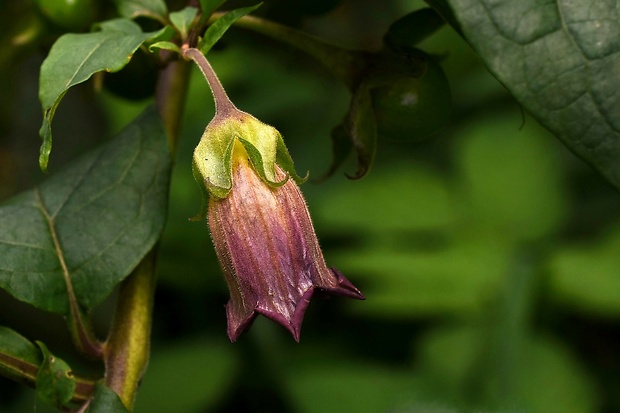 ľuľkovec zlomocný Atropa bella-donna L.