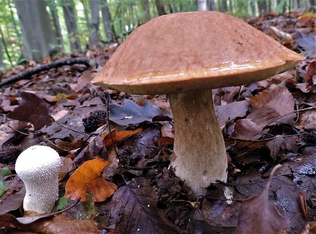 hríb smrekový Boletus edulis Bull.