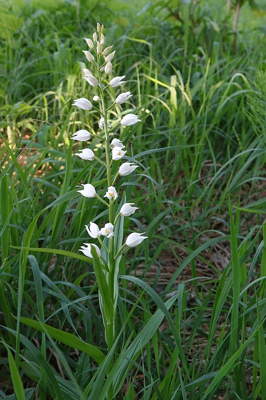 prilbovka dlholistá Cephalanthera longifolia (L.) Fritsch