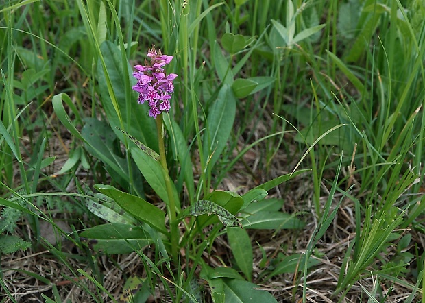 vstavačovec májový pravý Dactylorhiza majalis subsp. majalis (Reincherb.) Hunt & Summerh.