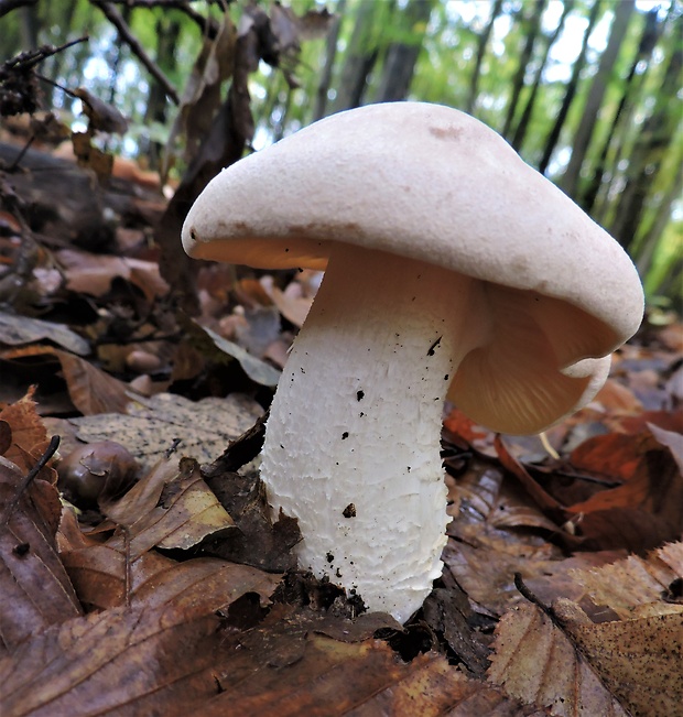 hodvábnica veľká Entoloma sinuatum (Bull.) P. Kumm.