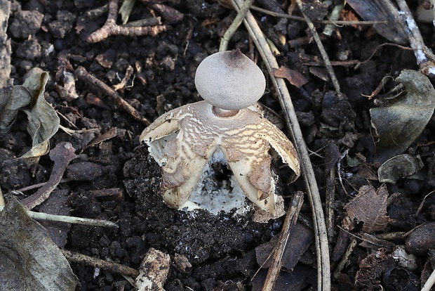 hviezdovka Geastrum britannicum J.C. Zamora