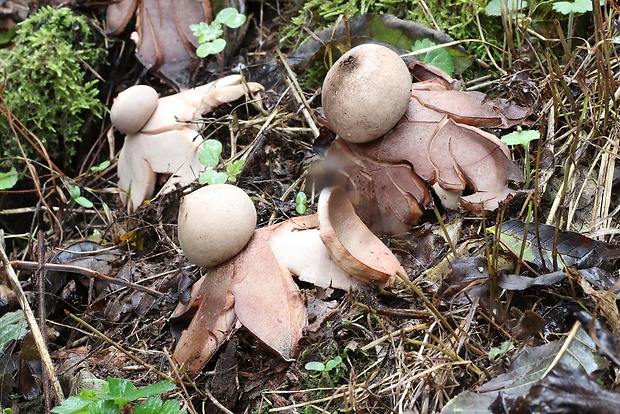 hviezdovka červenkastá Geastrum rufescens Pers.