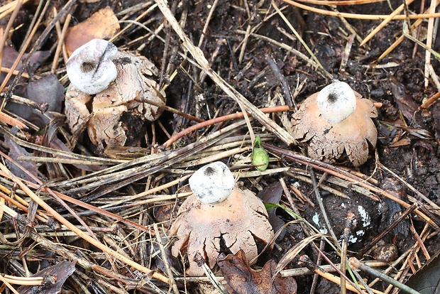 hviezdovka golierikovitá Geastrum striatum DC.