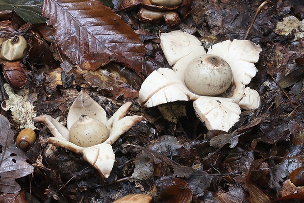 hviezdovka trojitá Geastrum triplex Jungh.