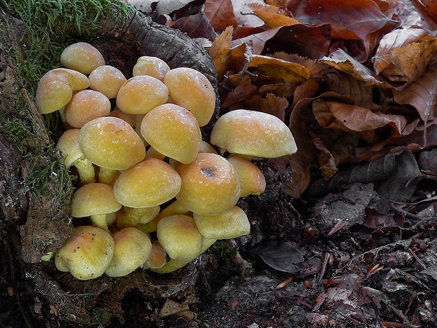 strapcovka zväzkovitá Hypholoma fasciculare (Huds.) P. Kumm.