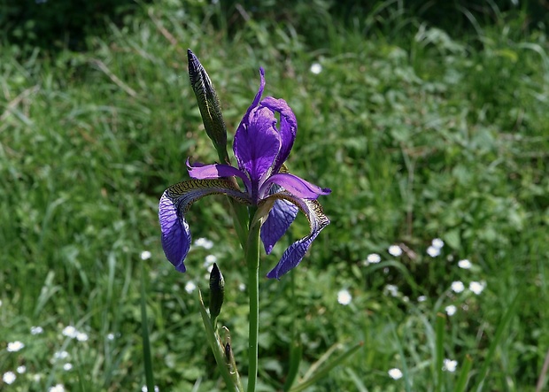 kosatec sibírsky Iris sibirica L.