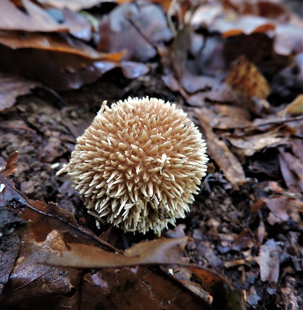 prášnica pichliačová Lycoperdon echinatum Pers.