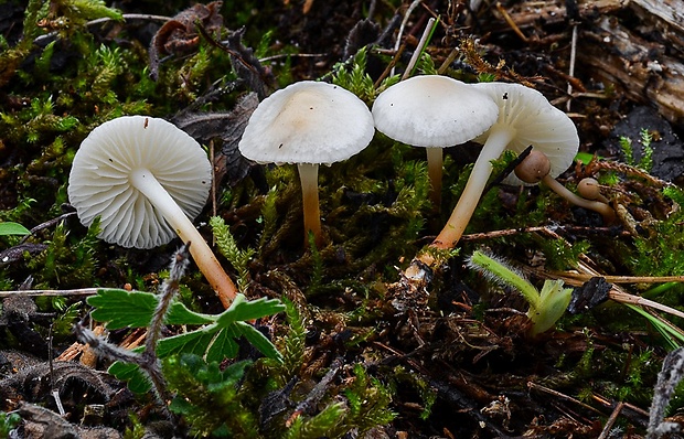 tanečnica fialovosivá Marasmius wynneae Berk. & Broome