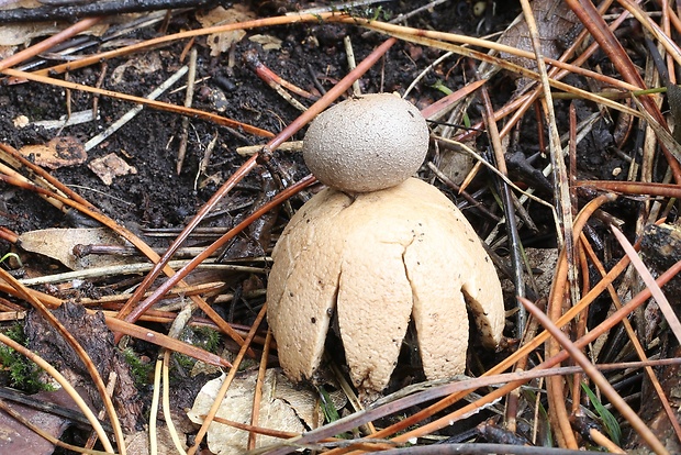 mnohokrčka dierkovaná Myriostoma coliforme (Dicks.) Corda