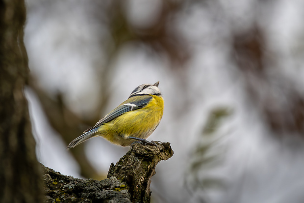 sýkorka belasá Parus caeruleus