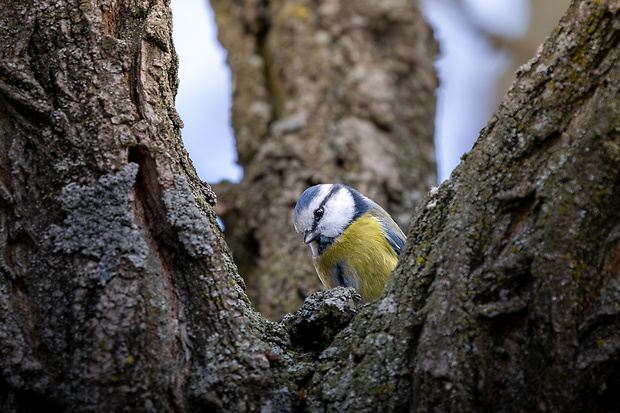 sýkorka belasá Parus caeruleus