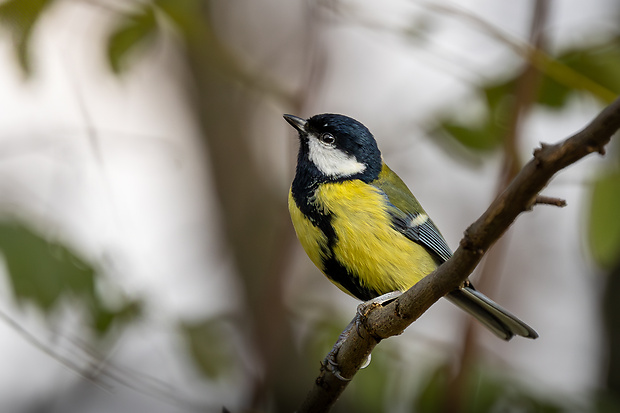 sykorka bielolica Parus major