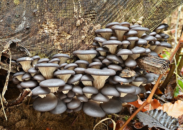 hliva ustricovitá modrastá Pleurotus columbinus Quél.