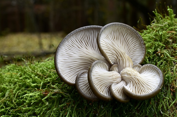 hliva ustricovitá Pleurotus ostreatus (Jacq.) P. Kumm.