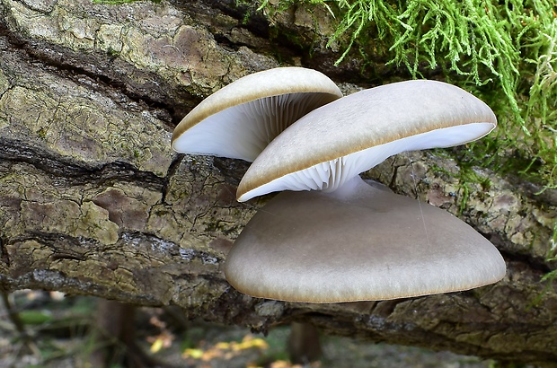 hliva ustricovitá Pleurotus ostreatus (Jacq.) P. Kumm.