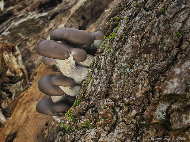 hliva ustricovitá Pleurotus ostreatus (Jacq.) P. Kumm.