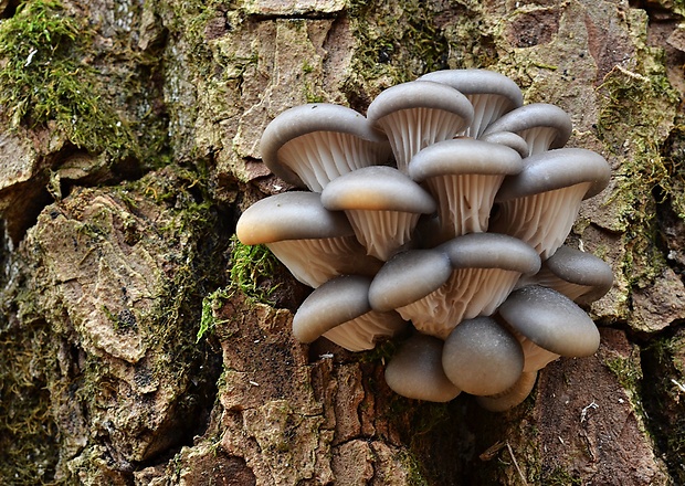 hliva ustricovitá Pleurotus ostreatus (Jacq.) P. Kumm.