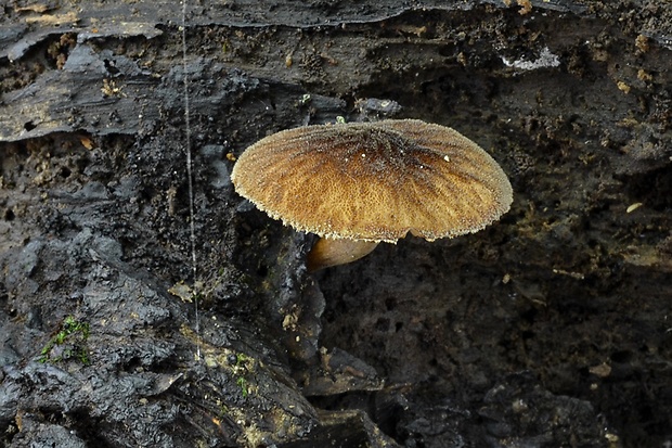 štítovka vláknitá Pluteus umbrosus (Pers.) P. Kumm.