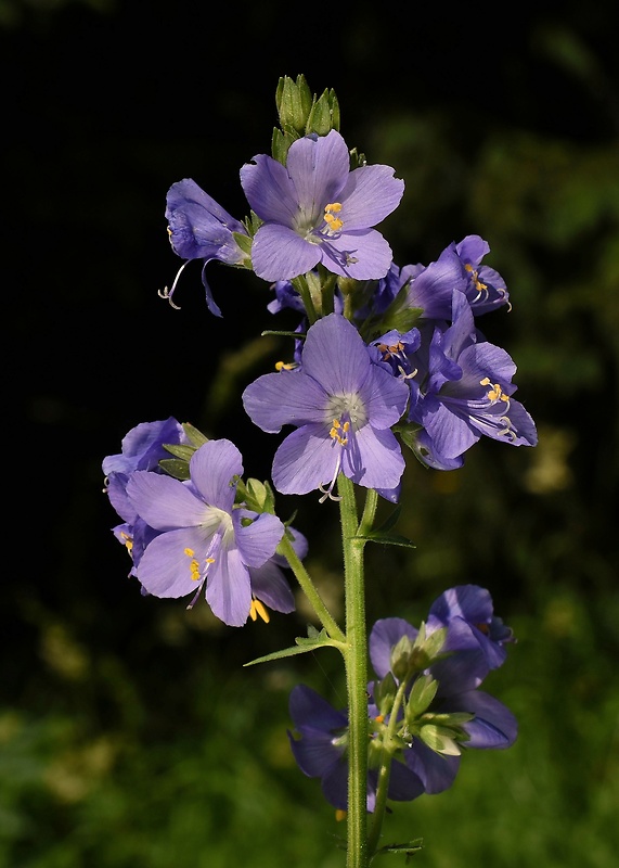 vojnovka belasá Polemonium caeruleum L.