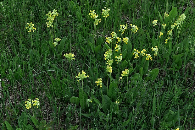 prvosienka jarná Primula veris L.