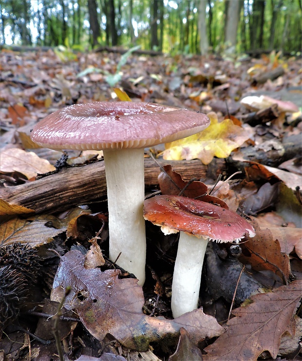 plávka Russula sp.