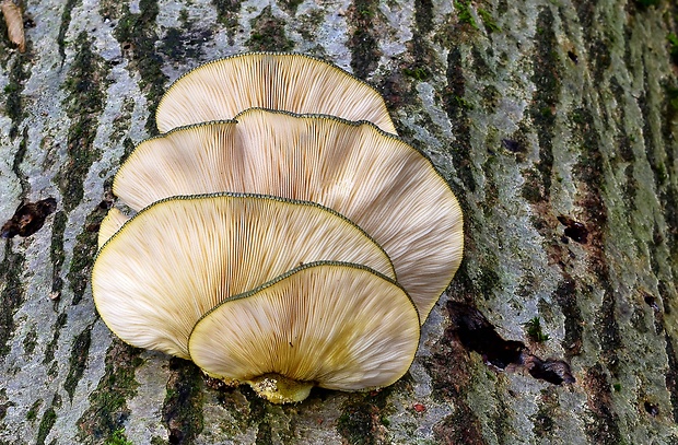 pňovka neskorá Sarcomyxa serotina (Pers.) P. Karst.