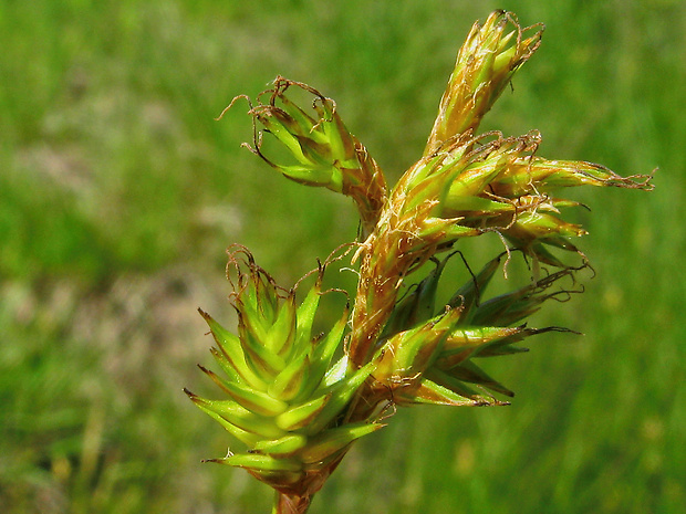 ostrica krivolaká Carex curvata Knaf