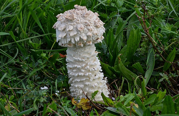 muchotrávka Vittadiniho Amanita vittadinii (Moretti) Vittad.