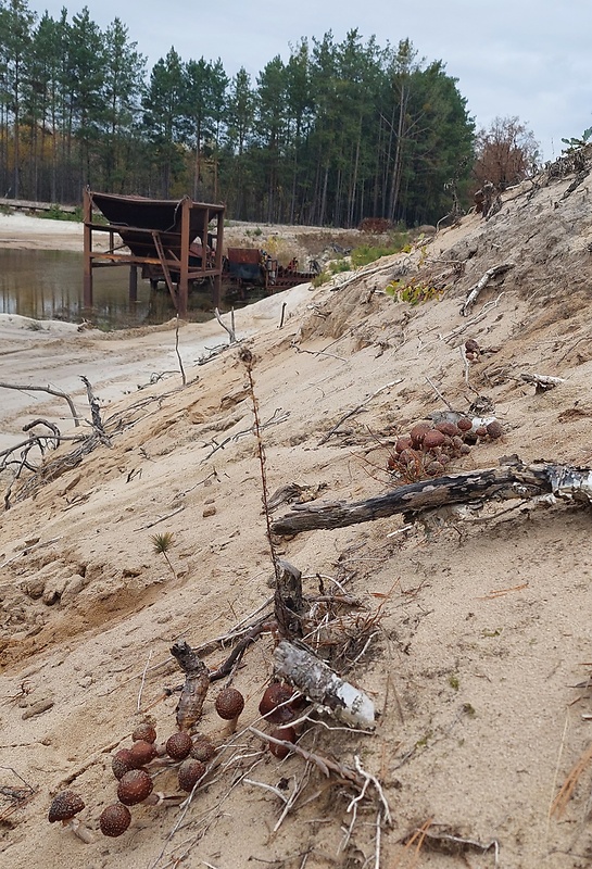 podpňovka obyčajná Armillaria mellea (Vahl) P. Kumm.