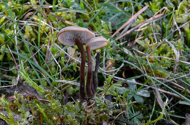 lopatovka obyčajná Auriscalpium vulgare Gray