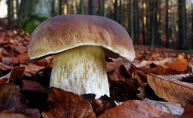 hríb smrekový Boletus edulis Bull.