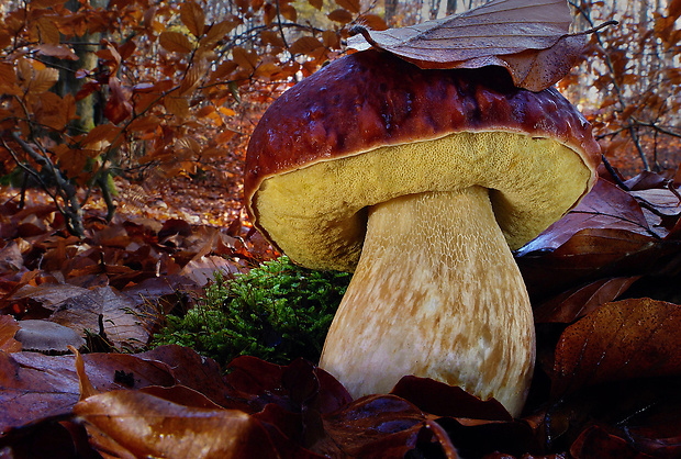 hríb sosnový Boletus pinophilus Pil. et Dermek in Pil.