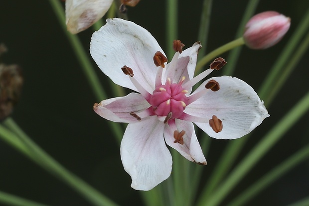 okrasa okolíkatá Butomus umbellatus L.