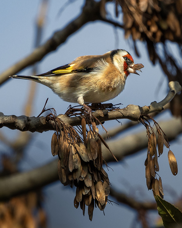 stehlík obyčajný Carduelis carduelis