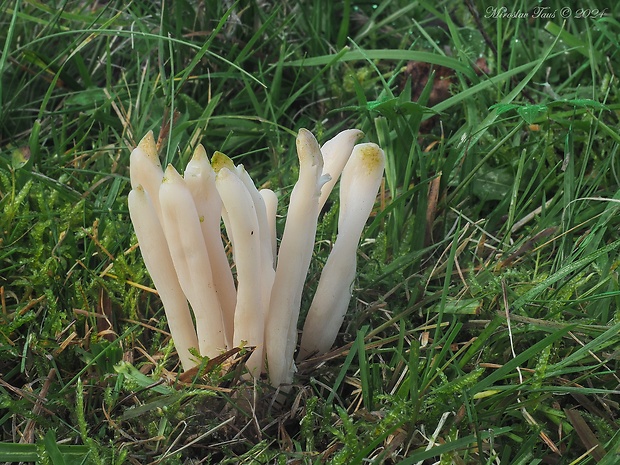 kyjačik zadymený Clavaria fumosa Pers.