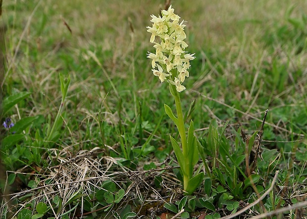 vstavačovec bazový Dactylorhiza sambucina (L.) Soó