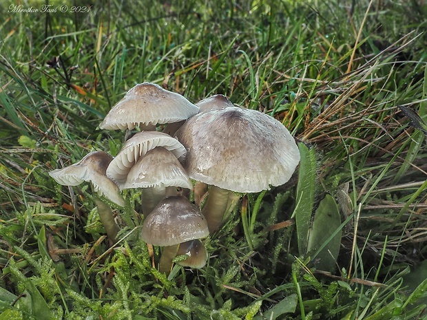 lúčnica klzká Gliophorus irrigatus (Pers.) A.M. Ainsw. & P.M. Kirk