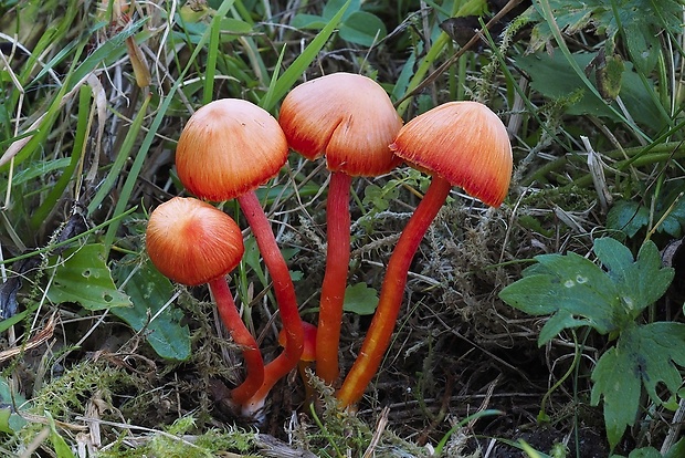 lúčnica šarlátová Hygrocybe coccinea (Schaeff.) P. Kumm.