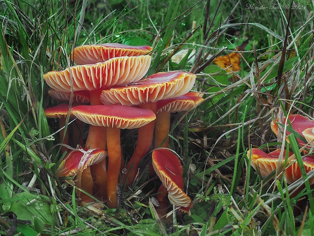 lúčnica šarlátová Hygrocybe coccinea (Schaeff.) P. Kumm.