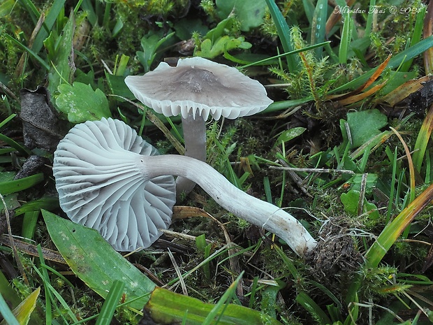 lúčnica Hygrocybe radiata Arnolds