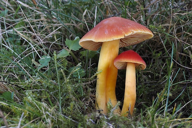 lúčnica nádherná Hygrocybe splendidissima (P.D. Orton) M.M. Moser